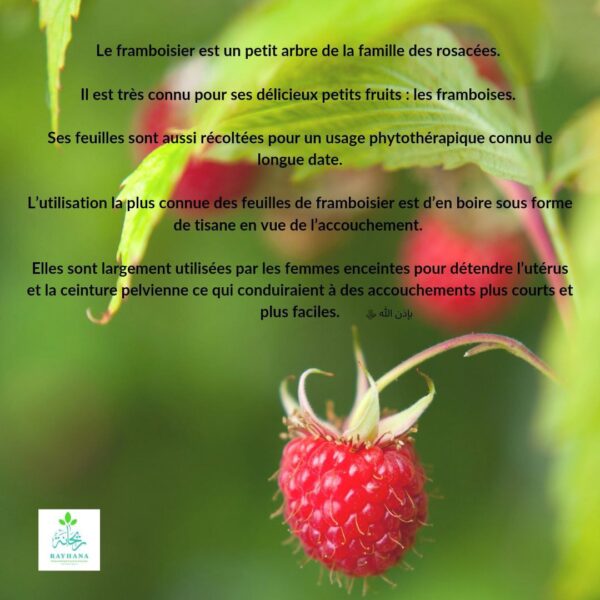 Les Feuilles de Framboisier – Image 2