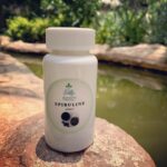 La Spiruline