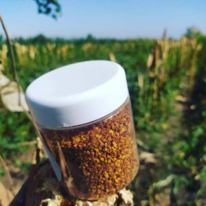 Le Pollen d'abeille